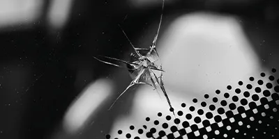 Frontscheibe reparieren oder austauschen bei GT Autoglas